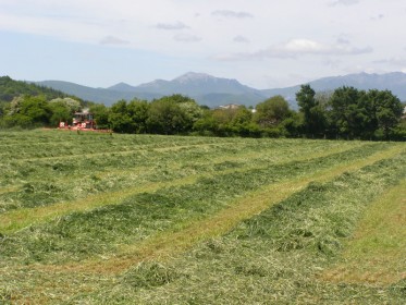 Belarra astintzen / Aireando hierba